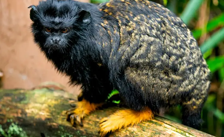 đặt vé Safari Phú Quốc