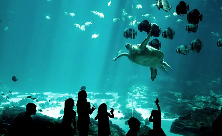 đặt vé Vinwonders Phú Quốc