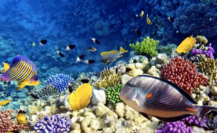 đặt vé Vinwonders Phú Quốc