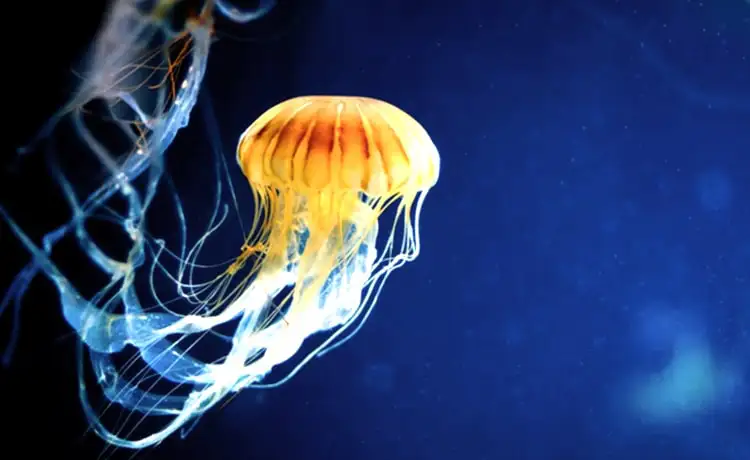 đặt vé Vinwonders Phú Quốc