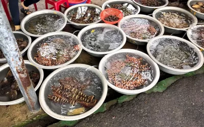 Hải sản tươi sống Cù Lao Chàm - Đặc sản Cù Lao Chàm