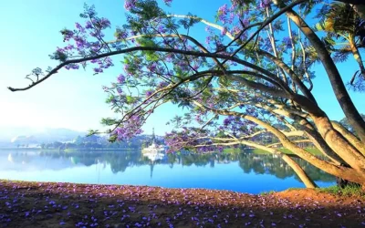 Hồ Xuân Hương Đà Lạt - Điểm đến Đà Lạt