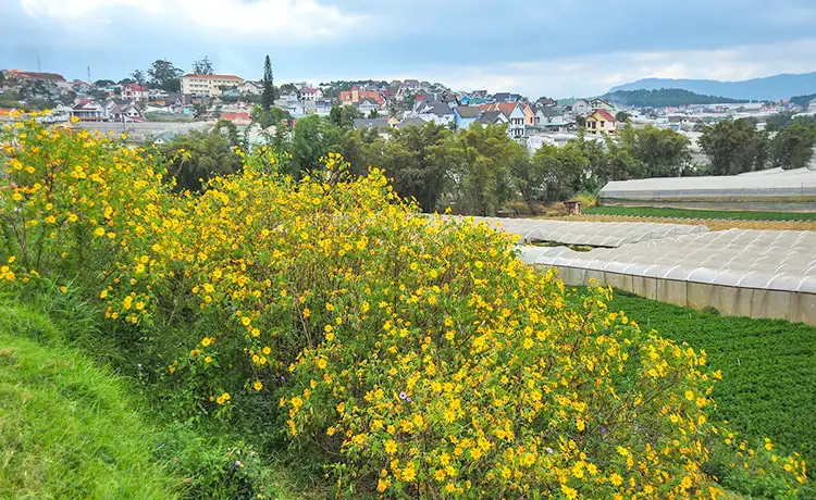 hoa dã quỳ đà lạt