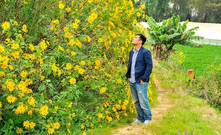 hoa dã quỳ đà lạt