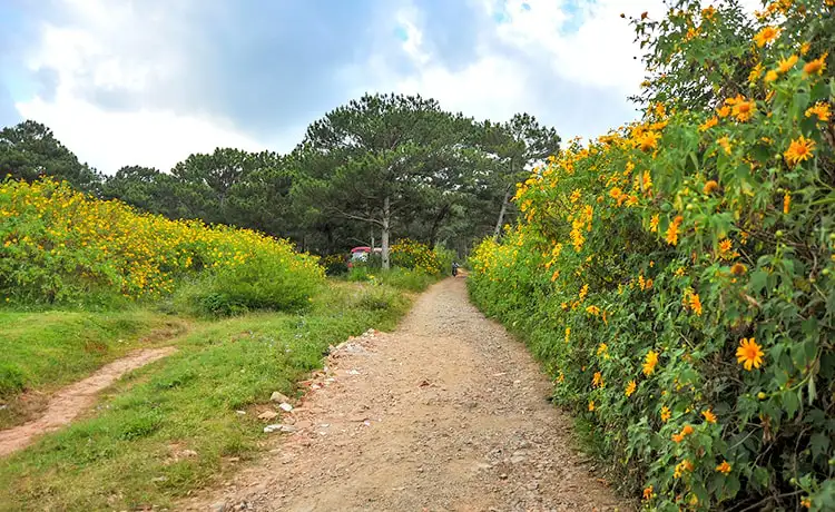 mùa hoa dã quỳ đà lạt