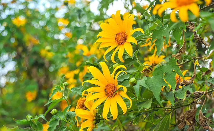 hoa dã quỳ đà lạt