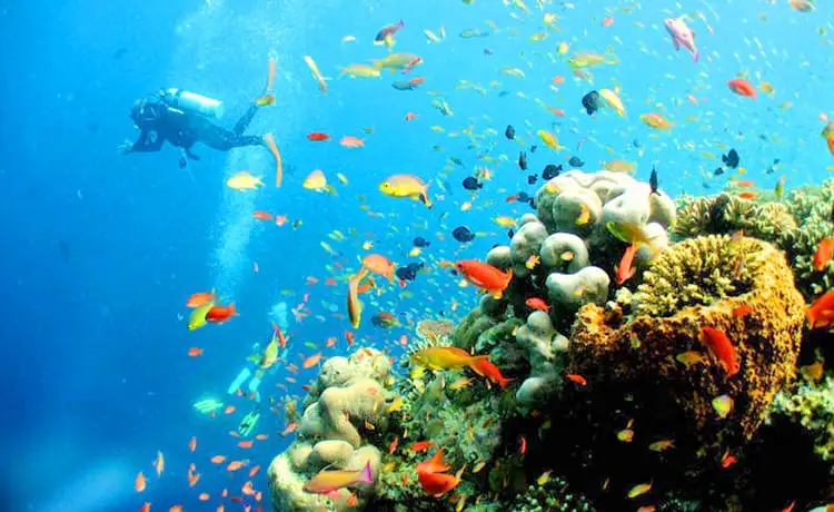 du lịch hòn mun nha trang