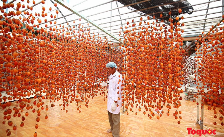 tour đồi chè cầu đất farm đà lạt 1 ngày tour đồi chè cầu đất farm đà lạt 1 ngày