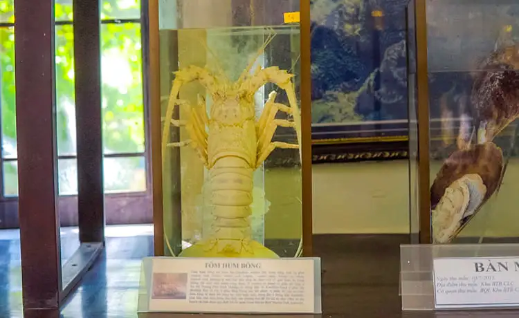 khu bảo tồn biển cù lao chàm