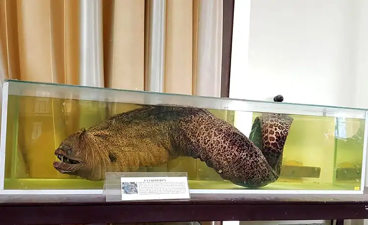 khu bảo tồn biển cù lao chàm