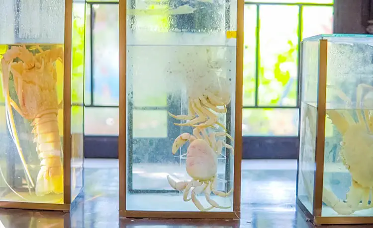 khu bảo tồn biển cù lao chàm