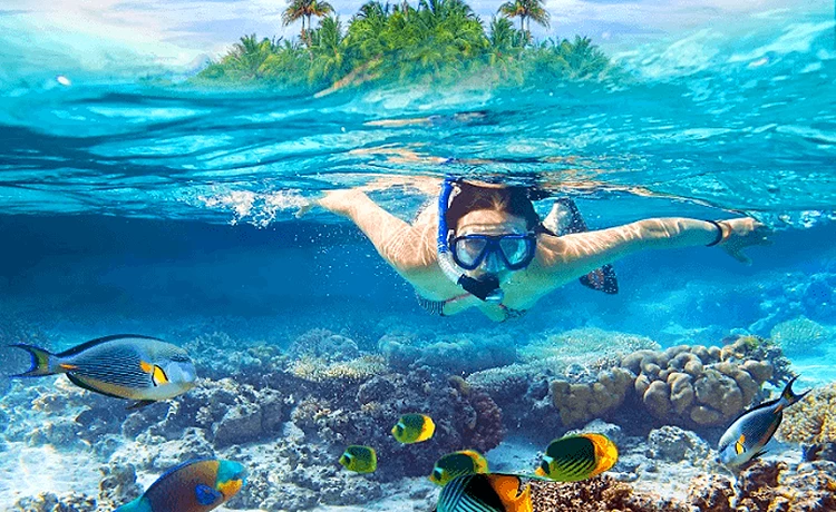 Lặn ngắm san hô Côn Đảo