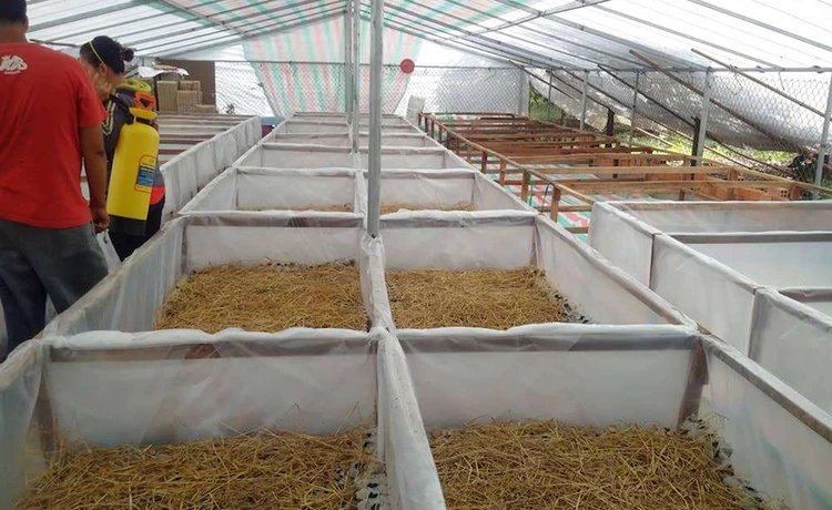 tour tham quan thác voi ngoại thành đà lạt 1 ngày