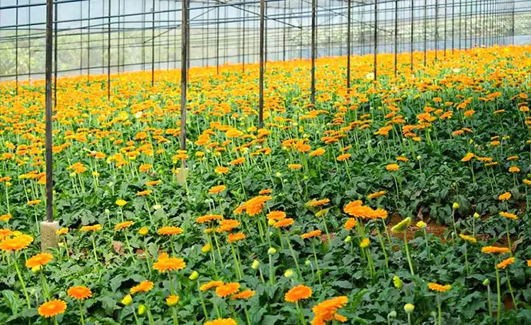 làng hoa hà đông đà lạt