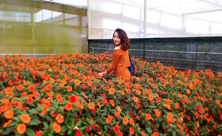 làng hoa hà đông đà lạt