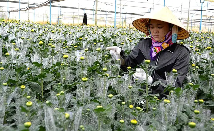 làng hoa hà đông đà lạt