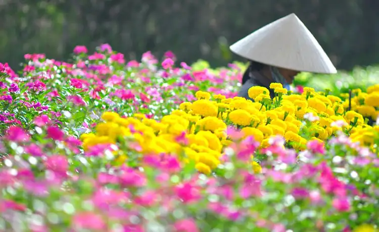 làng hoa hà đông đà lạt