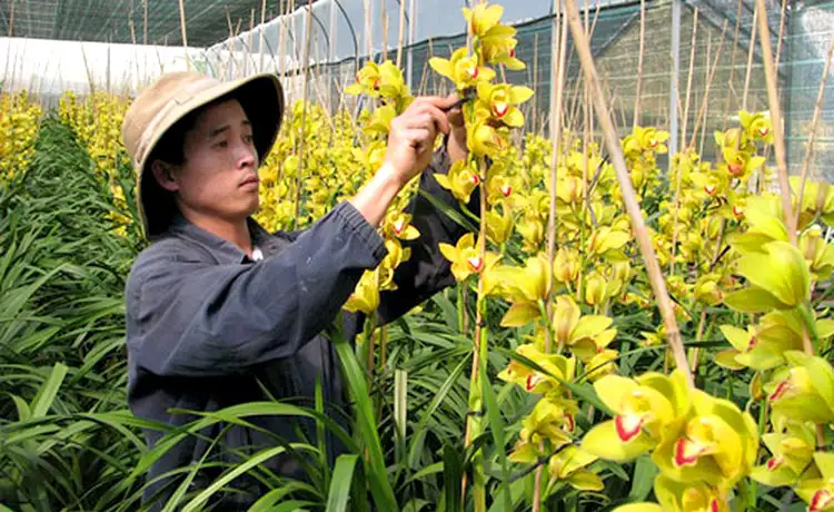 làng hoa hà đông đà lạt