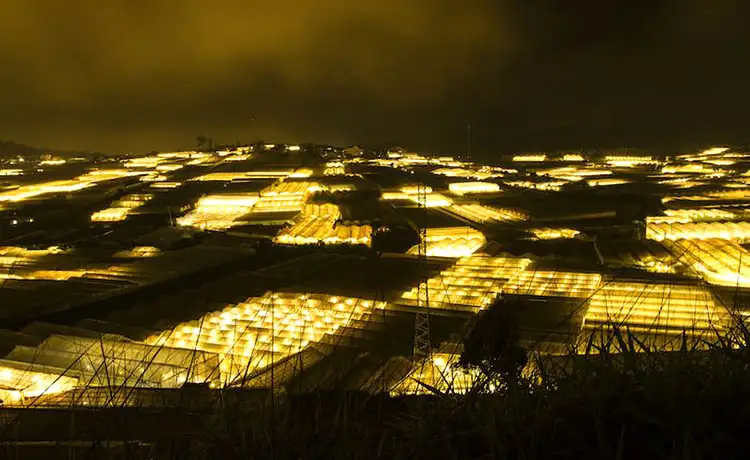 ngắm làng hoa thái phiên đà lạt về đêm