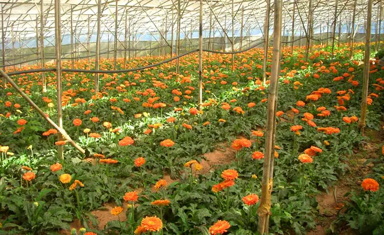 làng hoa thái phiên đà lạt