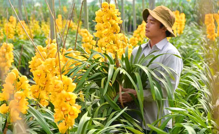 làng hoa thái phiên đà lạt
