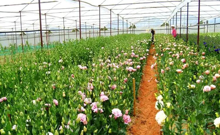 làng hoa thái phiên đà lạt