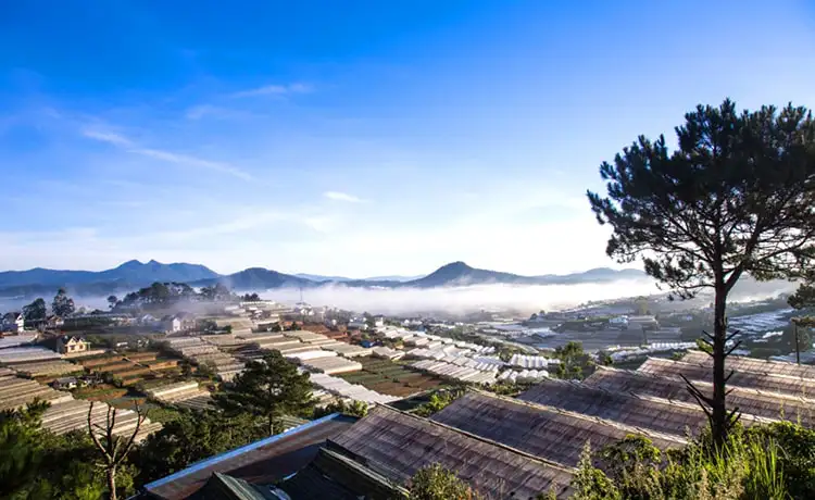 làng hoa thái phiên đà lạt