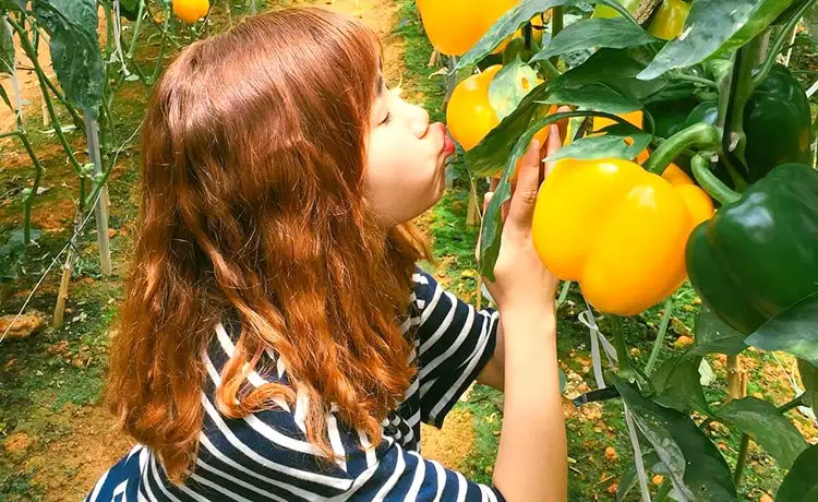 làng hoa vạn thành đà lạt