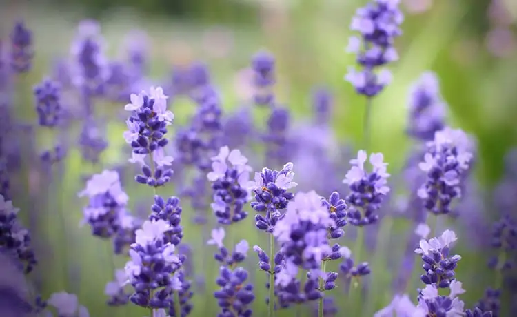 làng hoa vạn thành đà lạt