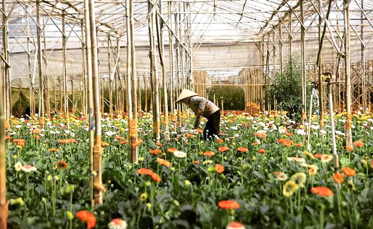 làng hoa vạn thành đà lạt