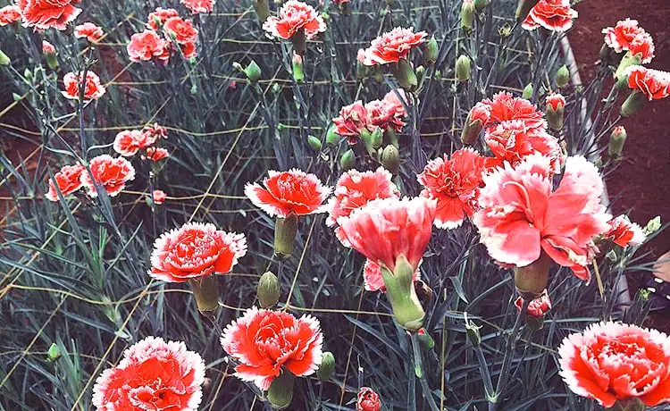 làng hoa vạn thành đà lạt