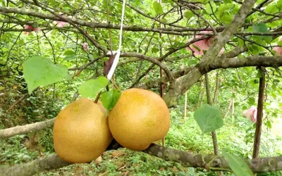 Lê Đông Khê - Đặc sản Cao Bằng