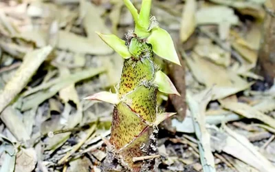 Măng đắng Mai Châu - Đặc sản Mai Châu