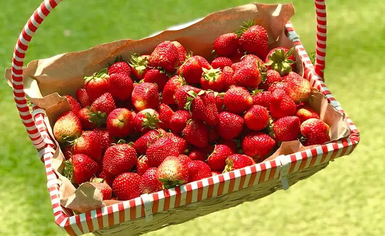 đặc sản dâu tây mộc châu