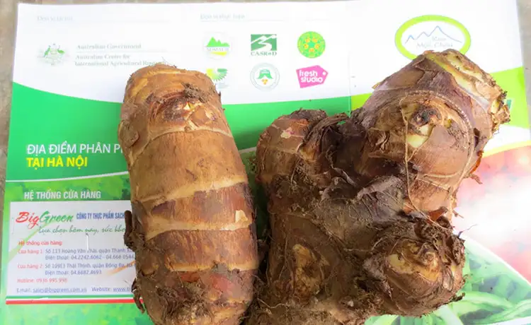 khoai so mộc châu