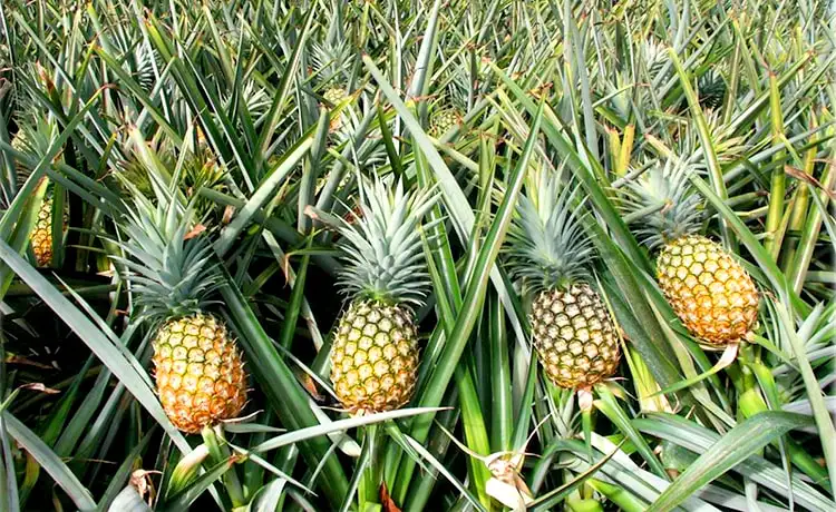 món ngon đặc sản ninh bình dứa đồng giao