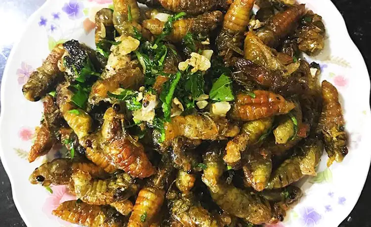 món ve sầu chiên mai châu món ve sầu chiên mai châu