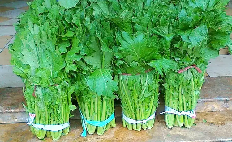 rau cải mèo mộc châu