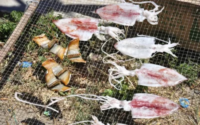 Mực một nắng Cù Lao Chàm - Đặc sản Cù Lao Chàm