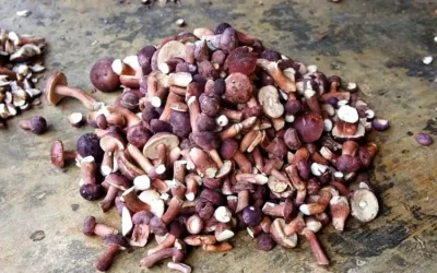 Nấm tràm - Đặc sản Phú Quốc