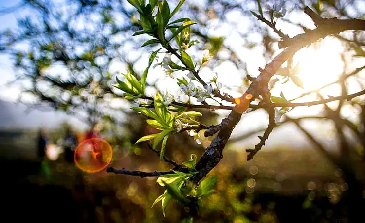 Ngũ Động Bản Ôn Mộc Châu