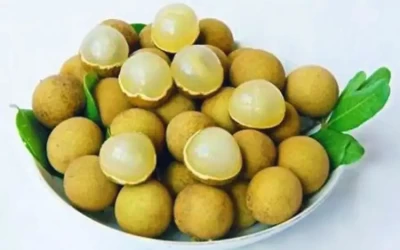 Nhãn da bò - Đặc Sản Bạc Liêu