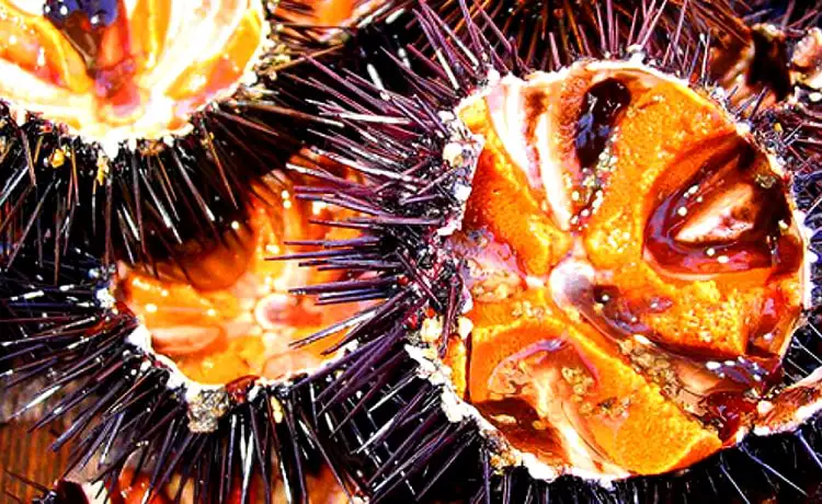 nhum đảo bình hưng