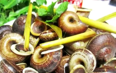 Ốc đá suối Bàng - Đặc sản Mộc Châu