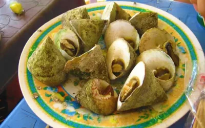 Ốc vú nàng - Đặc sản Côn Đảo