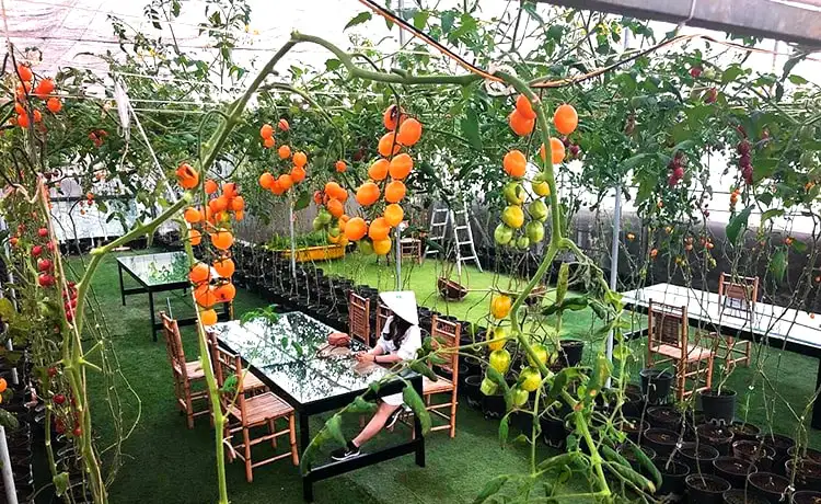 Quán Green Box Cafe Đà Lạt