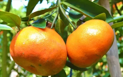 Quýt hồng Lai Vung - Đặc sản Đồng Tháp