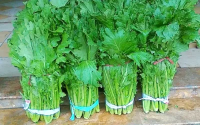 Rau cải mèo Mộc Châu - Đặc sản Mộc Châu