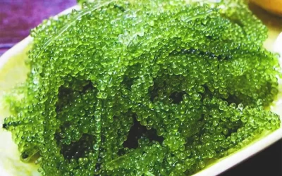 Rong nho - Đặc sản Phú Quý