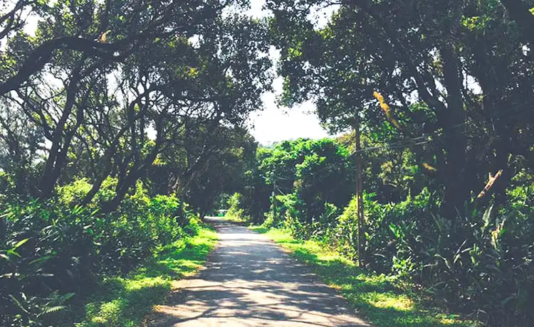 rừng chõi nguyên sinh cô tô